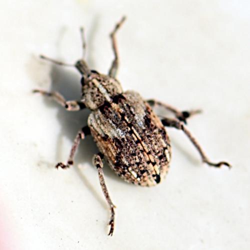 Réf. 242 281 : Brachypera dauci